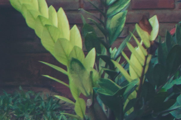 Inspección técnica